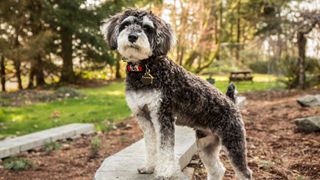 A fluffy black and white schnoodle with front paws on a wall