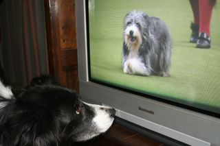 Dog watching Crufts on TV