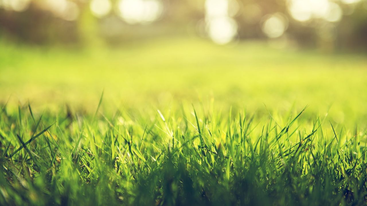 Green grass growing up close against a sunny background