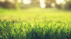 Green grass growing up close against a sunny background