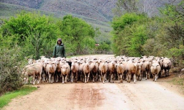 A herd of sheep.
