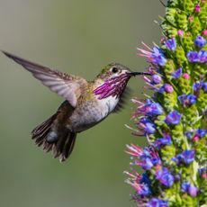 Calliope Hummingbird taking nectar from a flower
