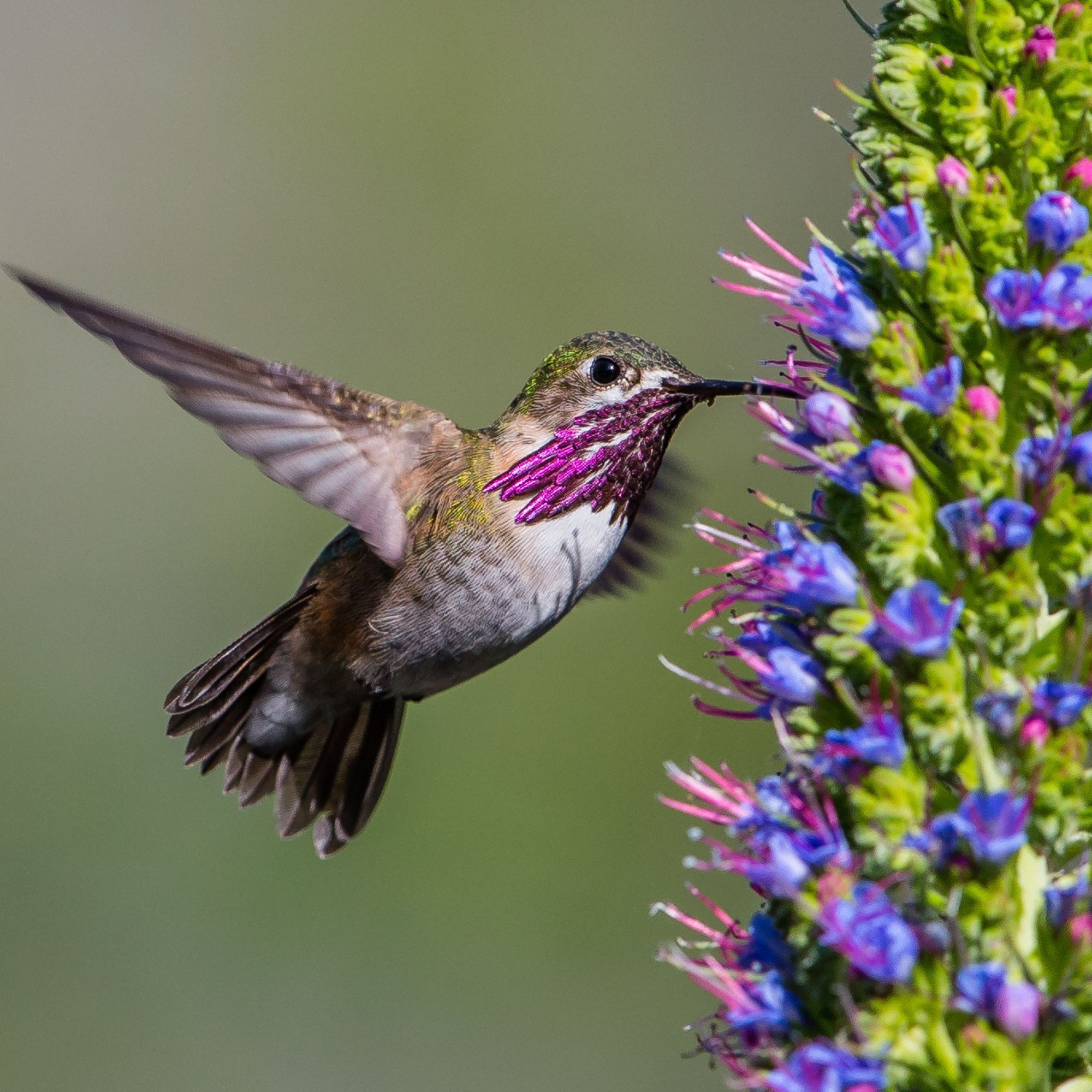 Calliope Hummingbird taking nectar from a flower
