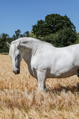 Equine Journeys: The British Horse World by Hossein Amirsadeghi