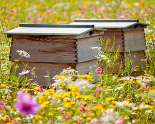beehives in a wildflower meadow