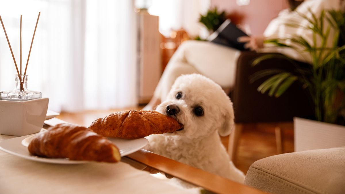 Dog stealing food from kitchen coutnter