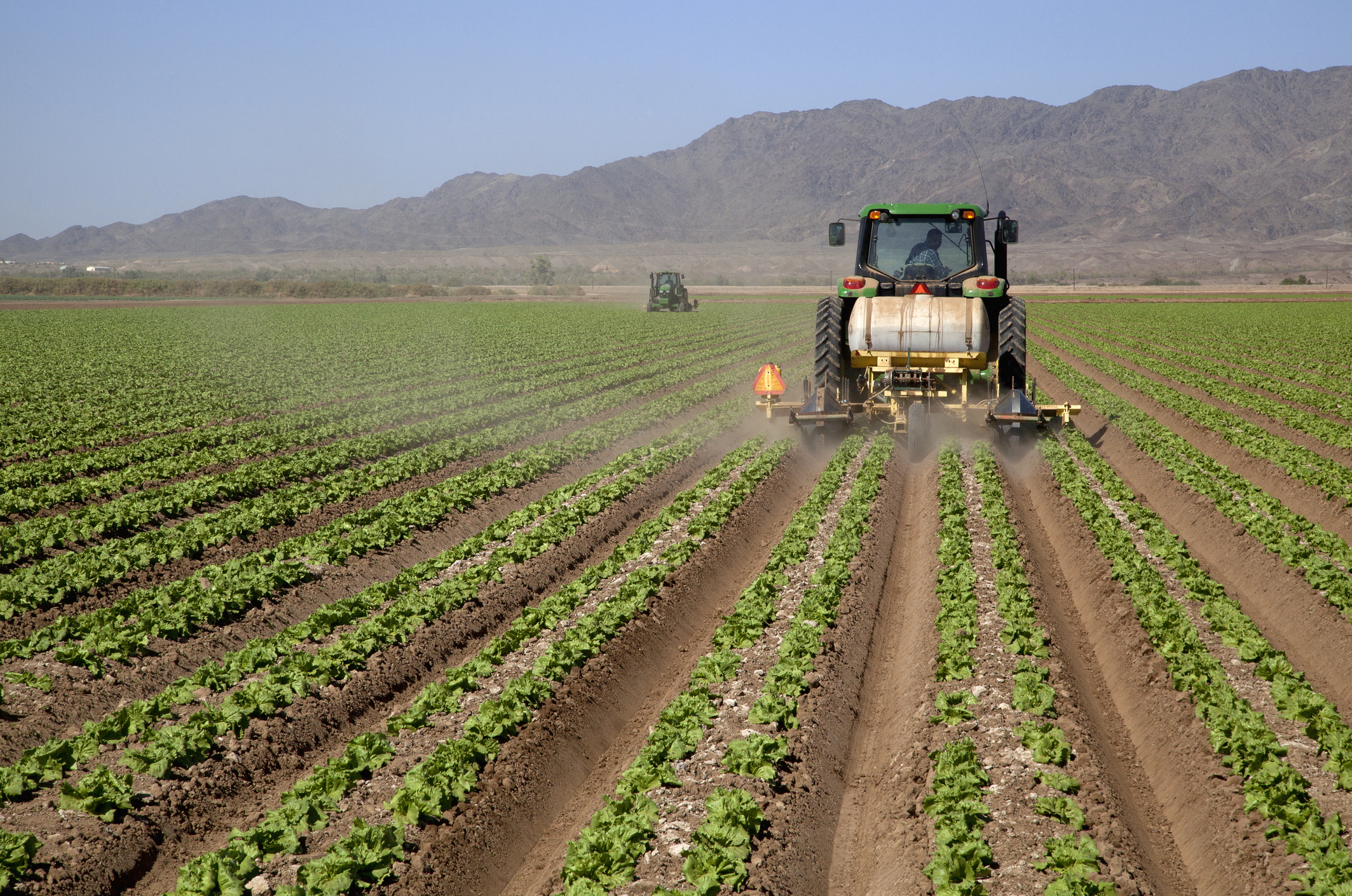 tractors disking between rows of lettuce plants in Yuma, Arizona