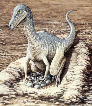 troodon dinosaur watches over egg-filled nest in this illustration