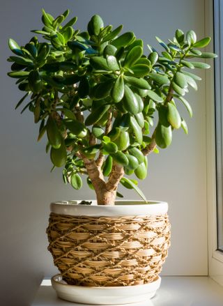 jade plant in a wicker container