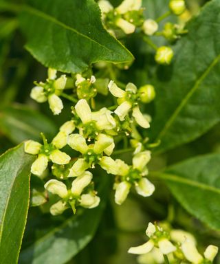 spindle flowers Euonymous europaeus