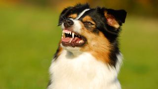 Australian Shepherd dog snarling