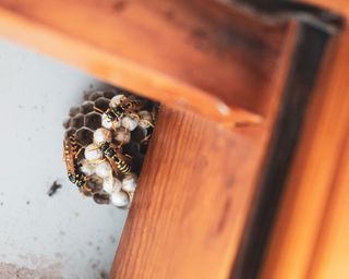 Wasps sighted in nest in home