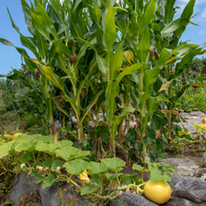 An example of three sisters planting using corn, squash and beans.