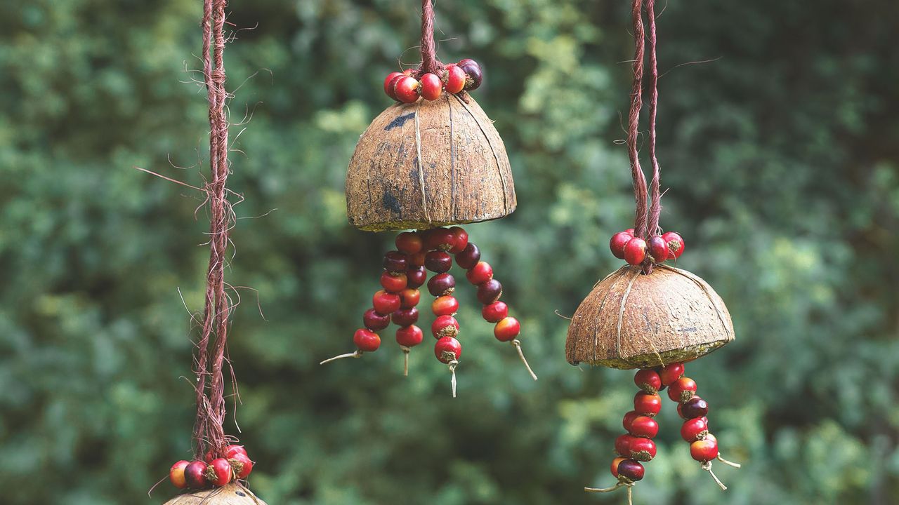 Hanging coconut bird feeders with seeds, berries and fat