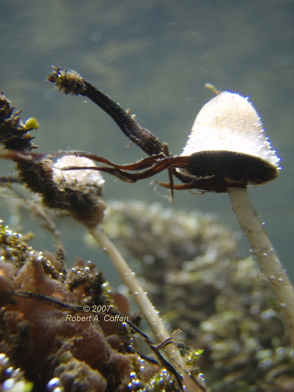 Scientists found a species of gilled mushroom in the northwestern United States submerged in the clear, cold, flowing waters of the upper Rogue River in Oregon. What makes Psathyrella aquatica distinct, and a member of this year&#039;s top 10, is that it was o