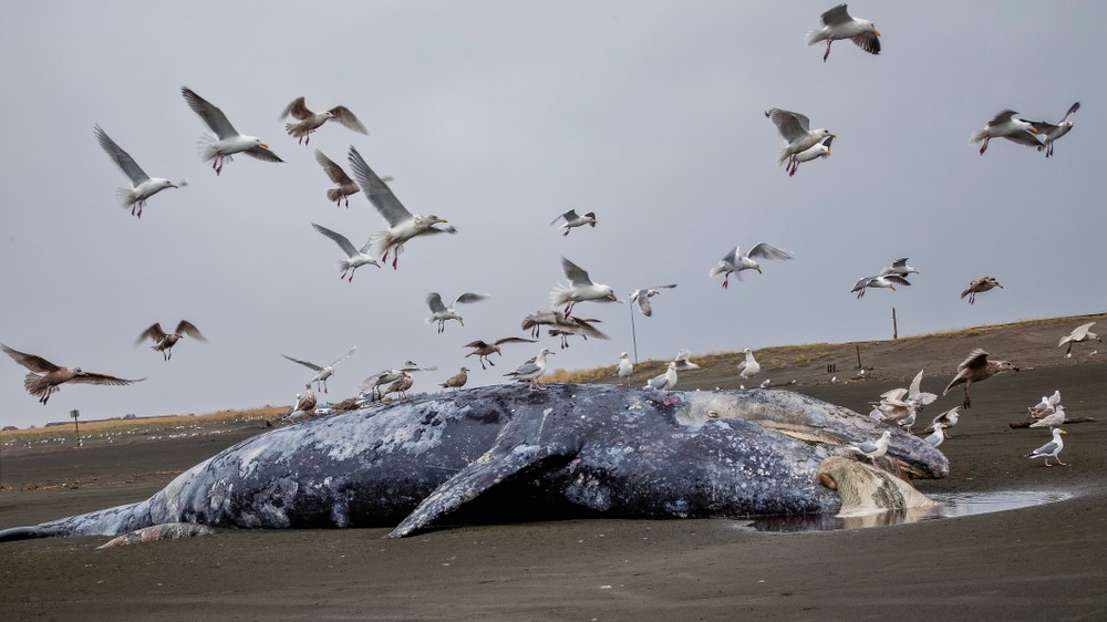 Seagulls peck at dead whale on beach.