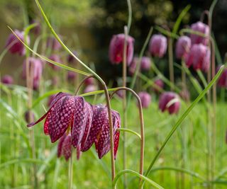 Fritillaria