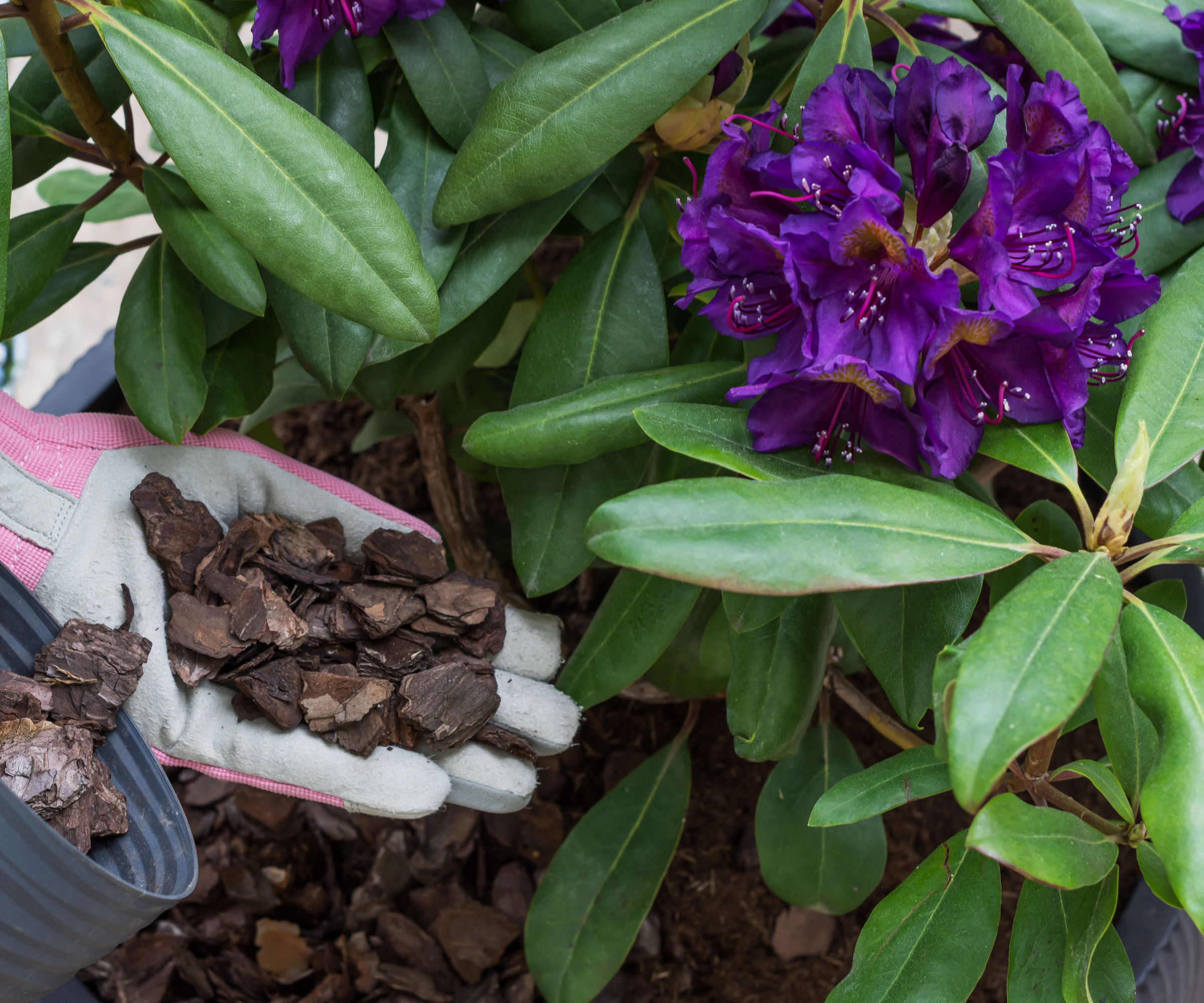 gardener mulching Rhododendrons with pine bark