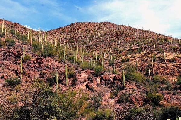 Countless saguaros near Gates Pass