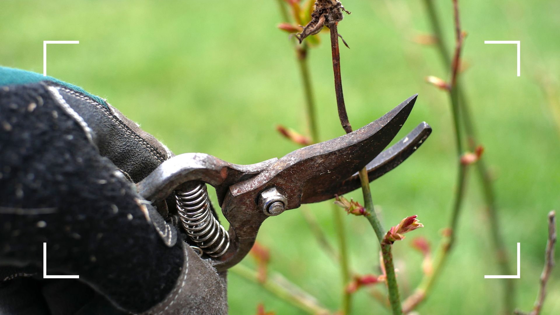 picture of person using secateurs to prune wilted winter plant