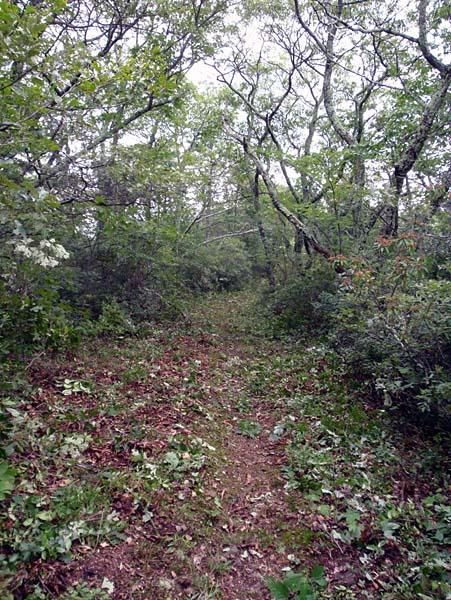 Post-trail work clearing