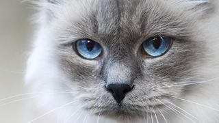 Close-up of Siberian neva masquerade cat with blue eyes