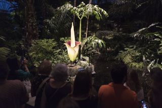 Corpse flower at night