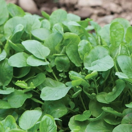 Tomorrowseeds - Upland Cress Seeds - 3000+ Count - for 2026 Planting Non-Gmo Heirloom Usa Garden