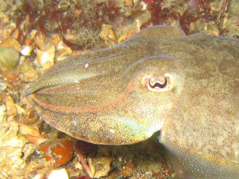 Color-Changing 'Sea Chameleons' Could Inspire New Military Camouflage ...