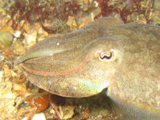 Common cuttlefish in yellow