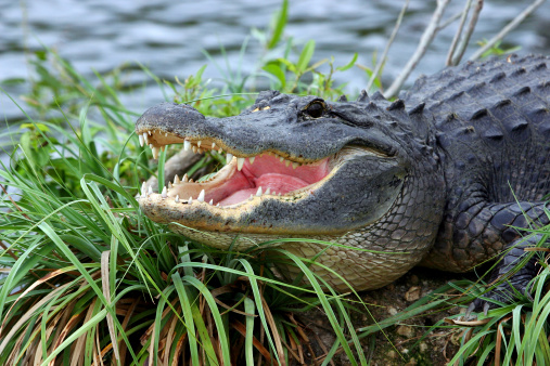 alligator