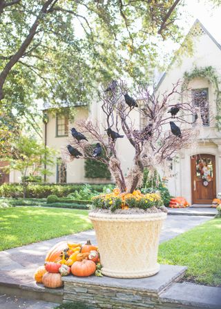 house with Halloween decor, pumpkins, branch with crows in, pumpkin display at foot of pot, door with Halloween decor in background