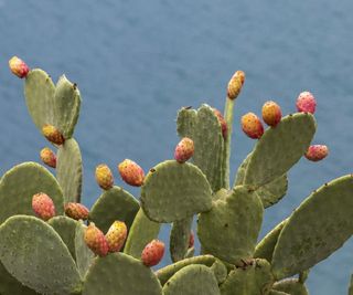 Prickly pear