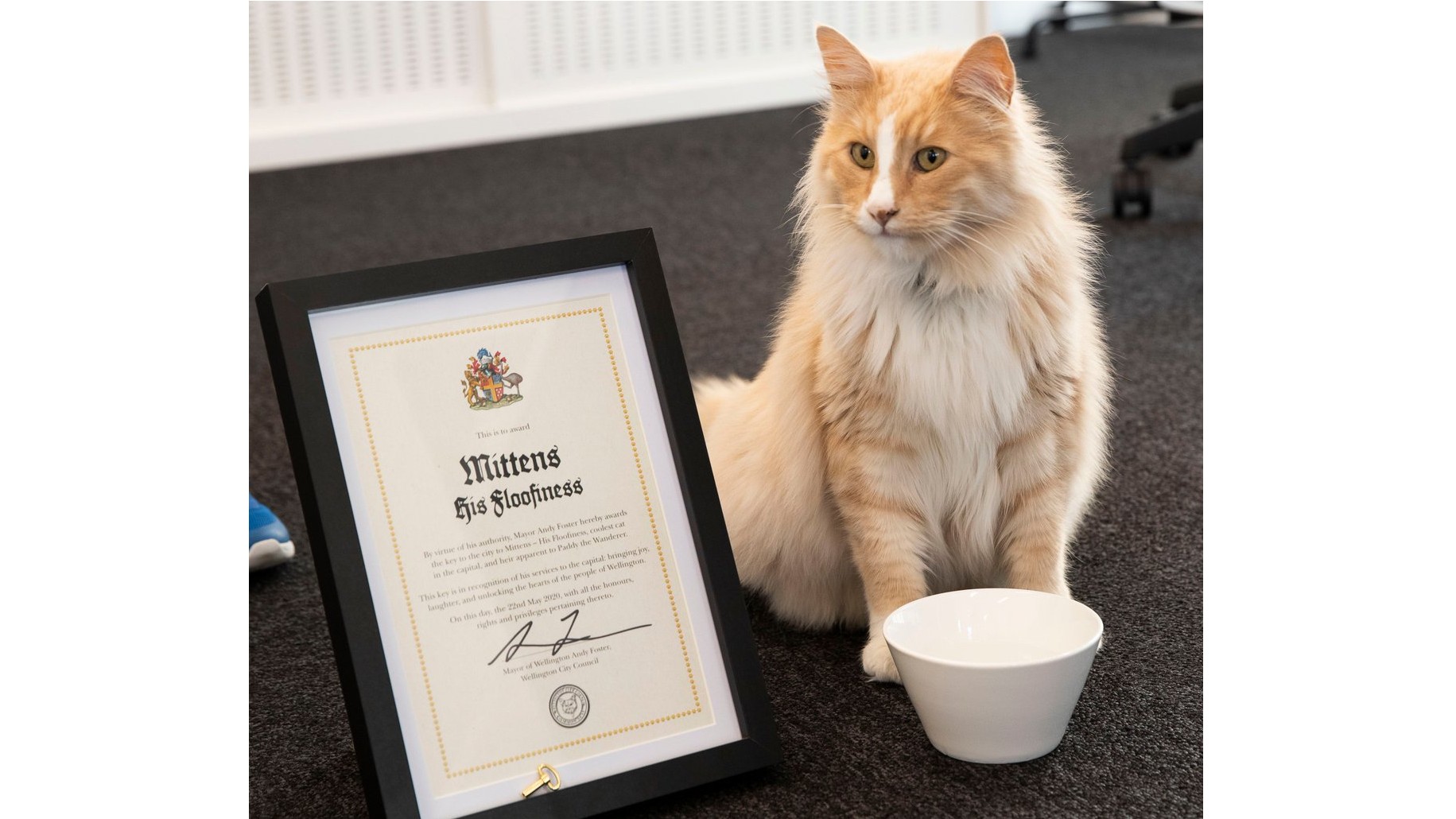 mittens the cat