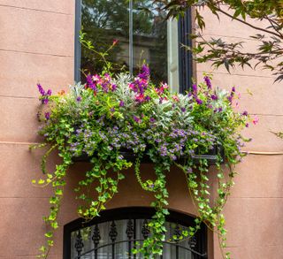 a window box with abundant ivy flowers