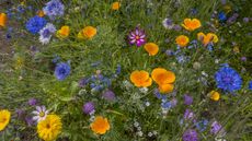 Wildflowers, including California poppies, Bachelor buttons, Cosmos, forget-me-nots and others in a garden in Kirkland, Washington State, USA