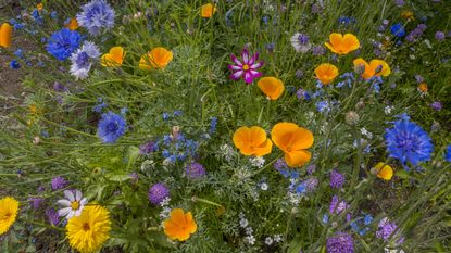 Wildflowers, including California poppies, Bachelor buttons, Cosmos, forget-me-nots and others in a garden in Kirkland, Washington State, USA