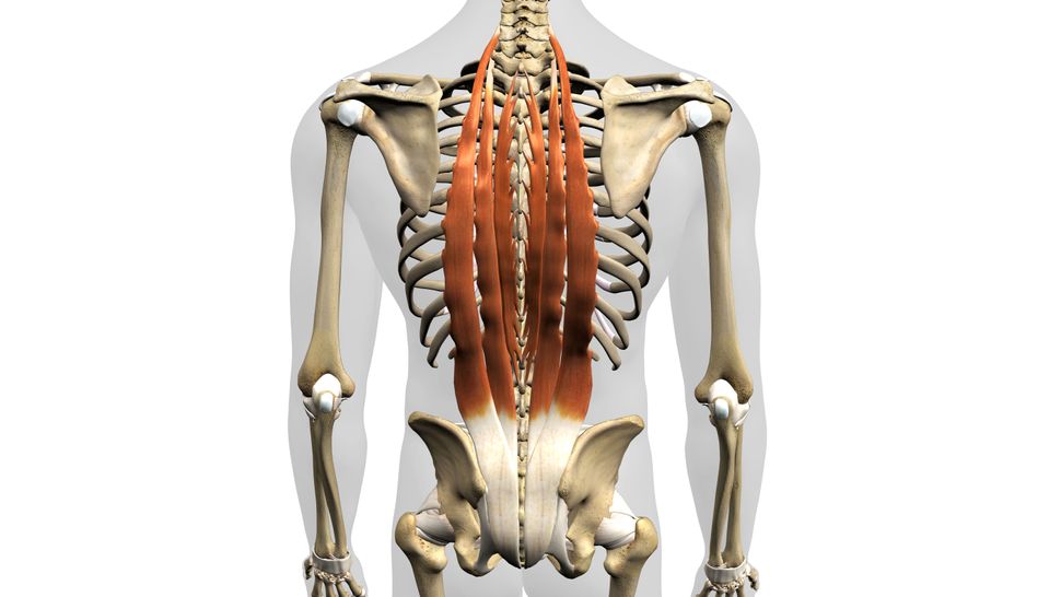 What are core muscles? | Live Science