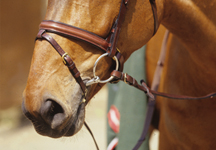 noseband-bit.jpg