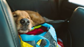 Dog sleeping in car