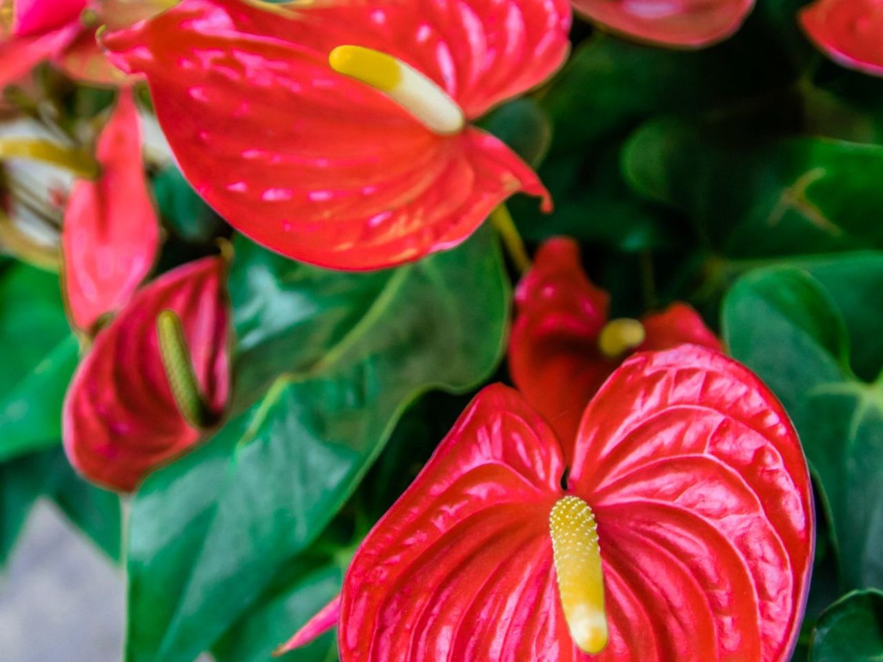 Anthurium Plant