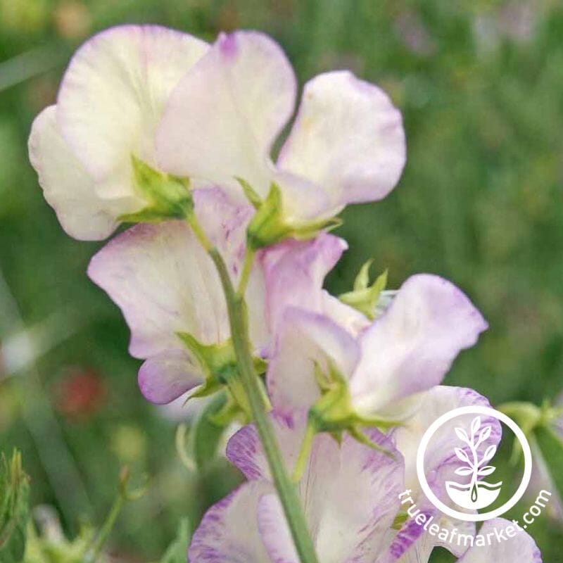 Shop High Scent Sweet Pea Seeds | Packet to Bulk