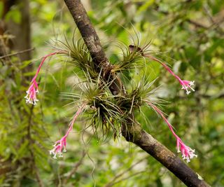 Narrowleaf airplant (Tillandsia tenuifolia) is an epiphyte herb native to South America and Caribbean Islands