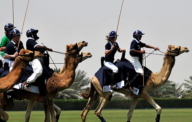 Camel polo