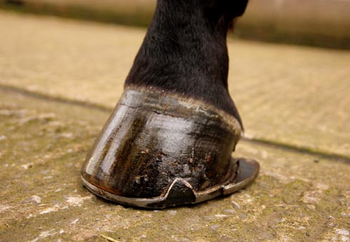 FM-shoe