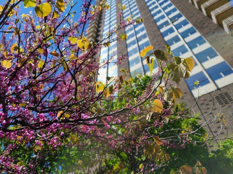 Galaxy S20+ photo sample
