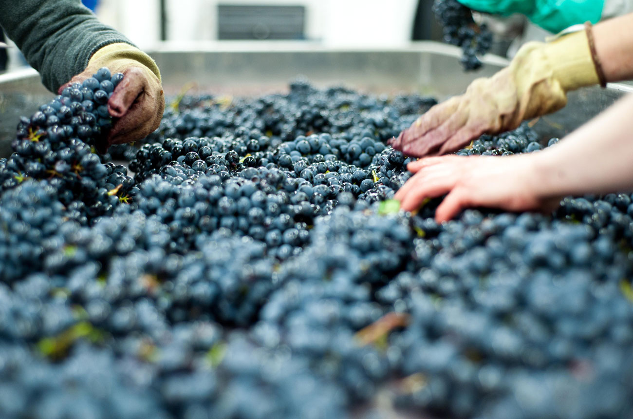 Grape sorting at London Cru urban winery