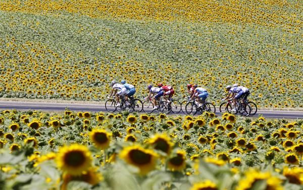 The leaders head through a huge field of sunflowers.