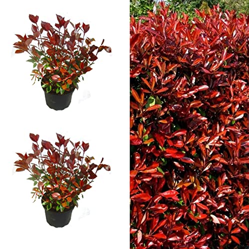 Photinia Little Red Robin X 2 Plants in 9cm Pots 15-20cm in Height - Evergreen Shrub for the Garden (4 Plants)