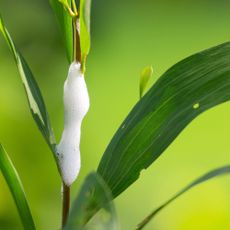 lawn spittlebug foam on blade of grass in garden scene
